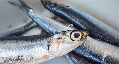 Bagged Sardines