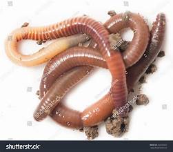 Other Pile Worm - Lug Big Red Worm Company
