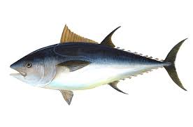 Tuna Products