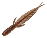EVERGREEN BAITS C-4 LEECH GOBY