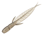 EVERGREEN BAITS C-4 LEECH CRYSTAL SHAD
