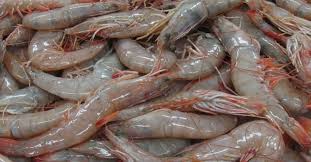 WHOLE SHRIMP
